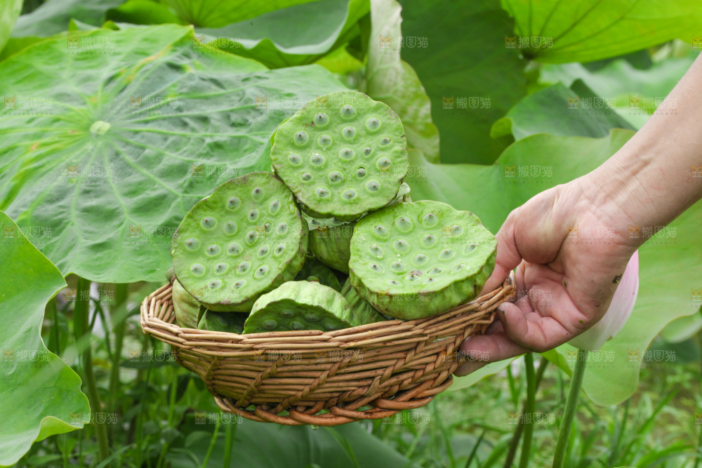 手里拿着一篮莲蓬子