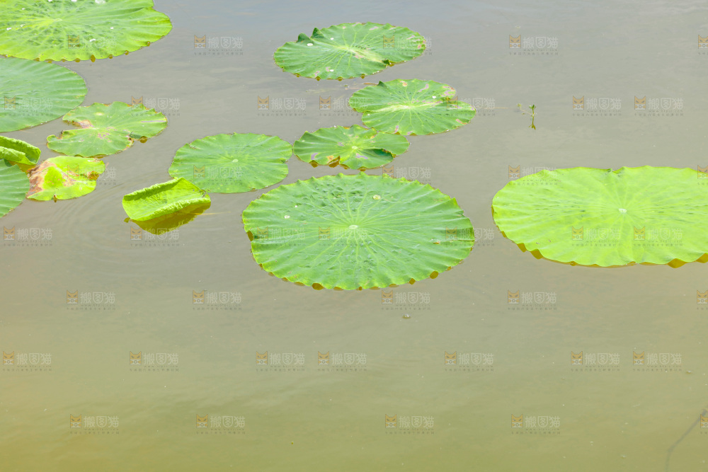 池塘里的荷花叶