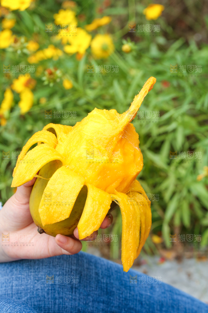 手里拿着剥皮的大青芒