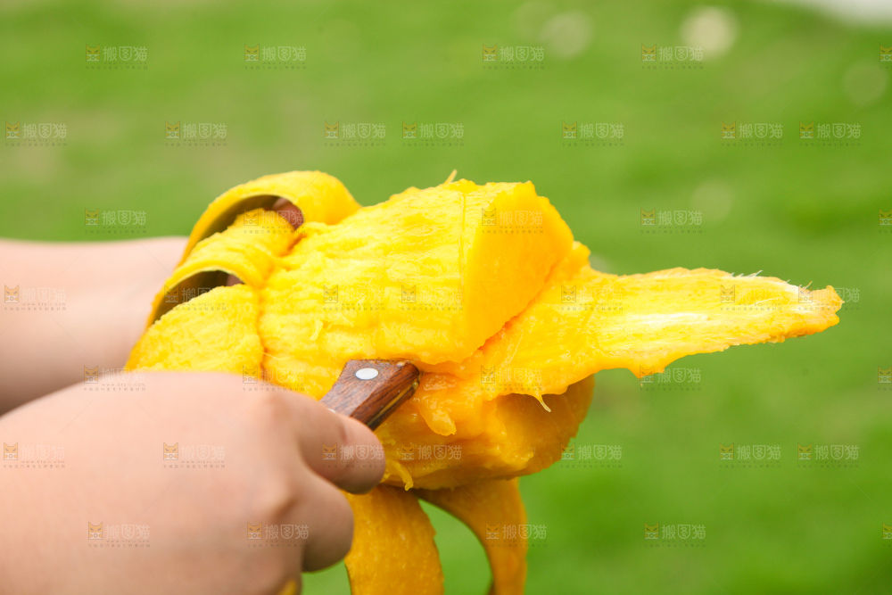 手里拿着青芒果