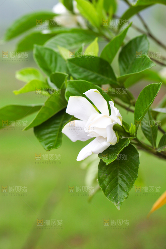 树枝上盛开的栀子花