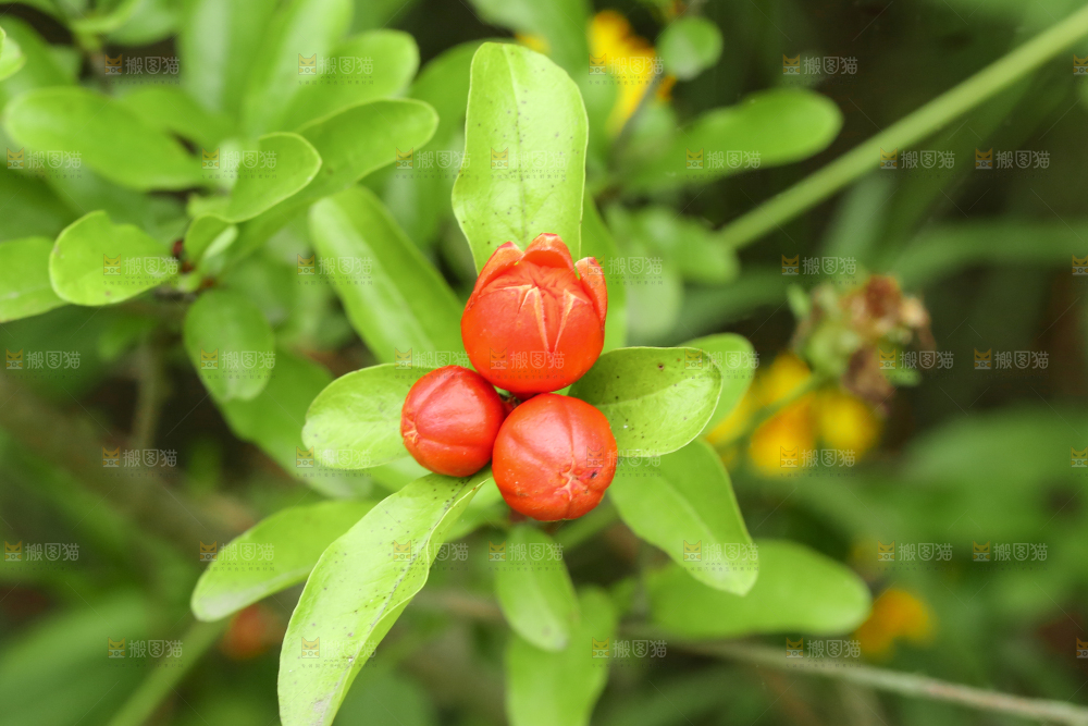 枝叶上的石榴花花苞