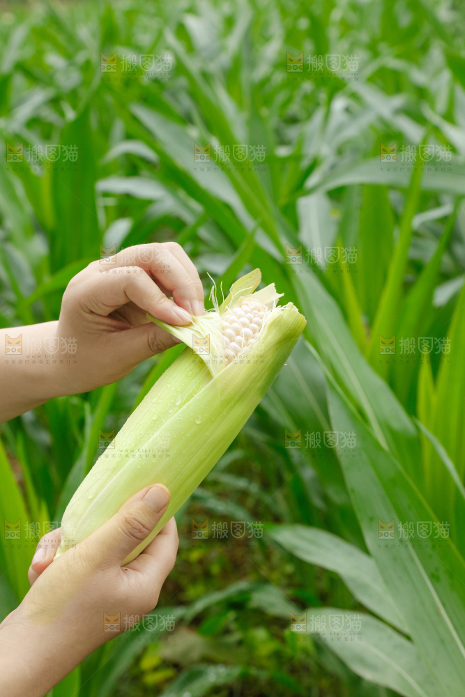 手里拿着玉米