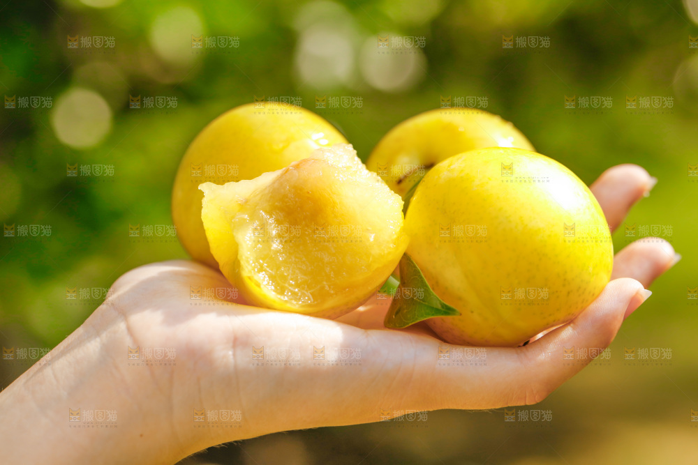 手里拿着九峰山黄金奈李