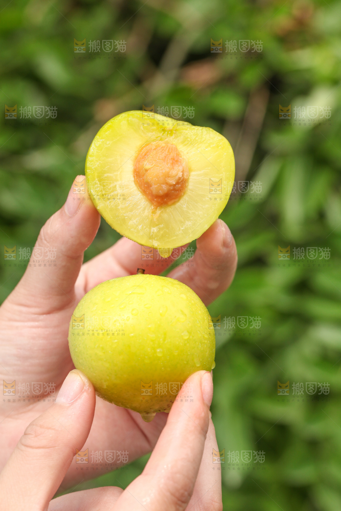 手里拿着蜂糖李子