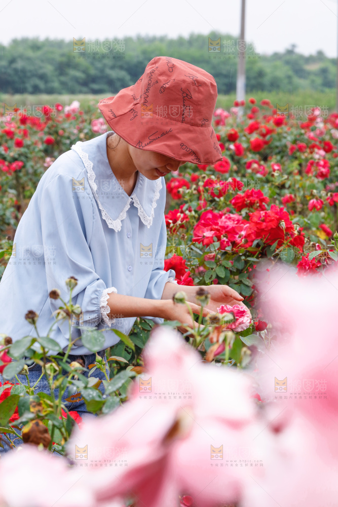 花田里盛开的蔷薇花
