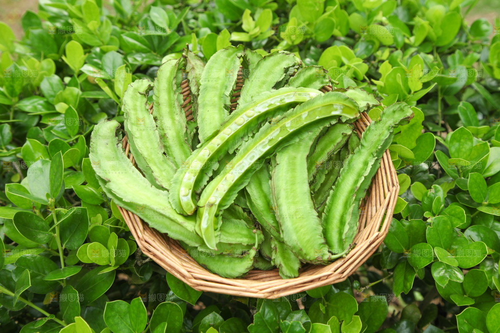 篮子里装着四角豆
