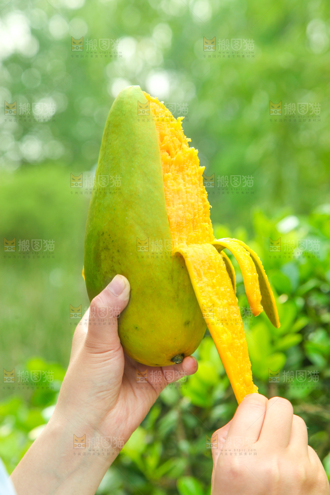 手里拿着正在剥皮的青芒