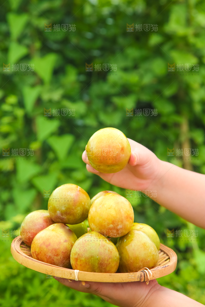 手里拿着一篮红心李