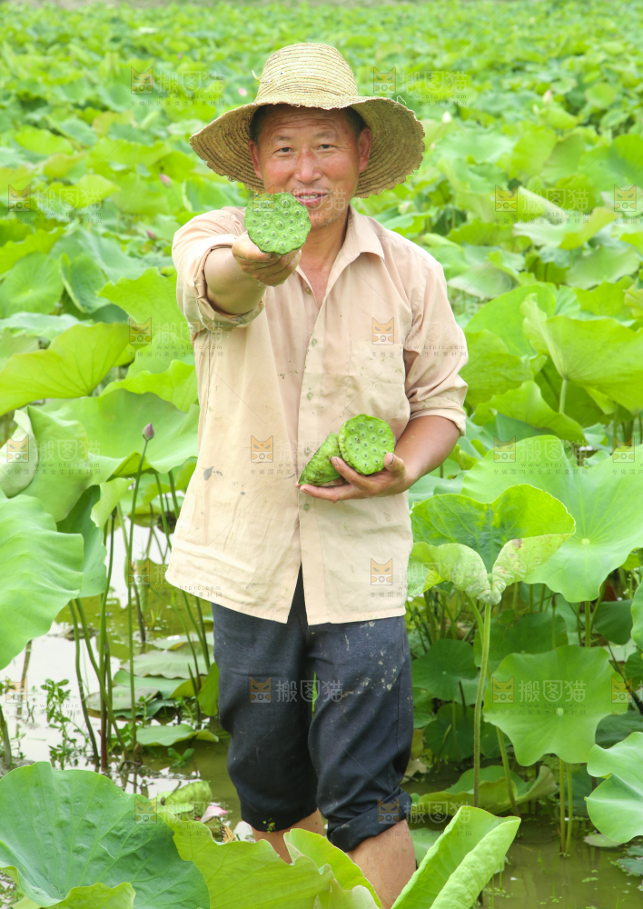 农民手里拿着采摘的莲蓬