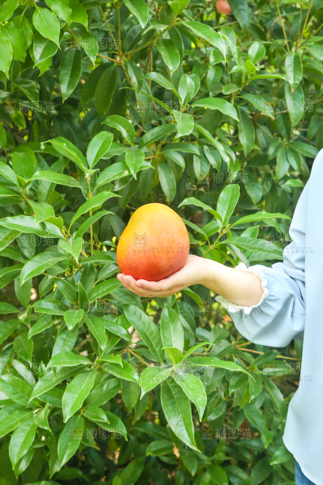 手里拿着一颗苹果芒