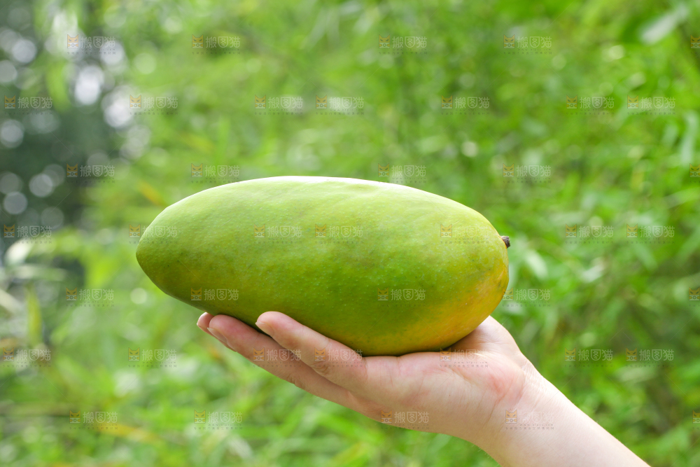 手里拿着大青芒