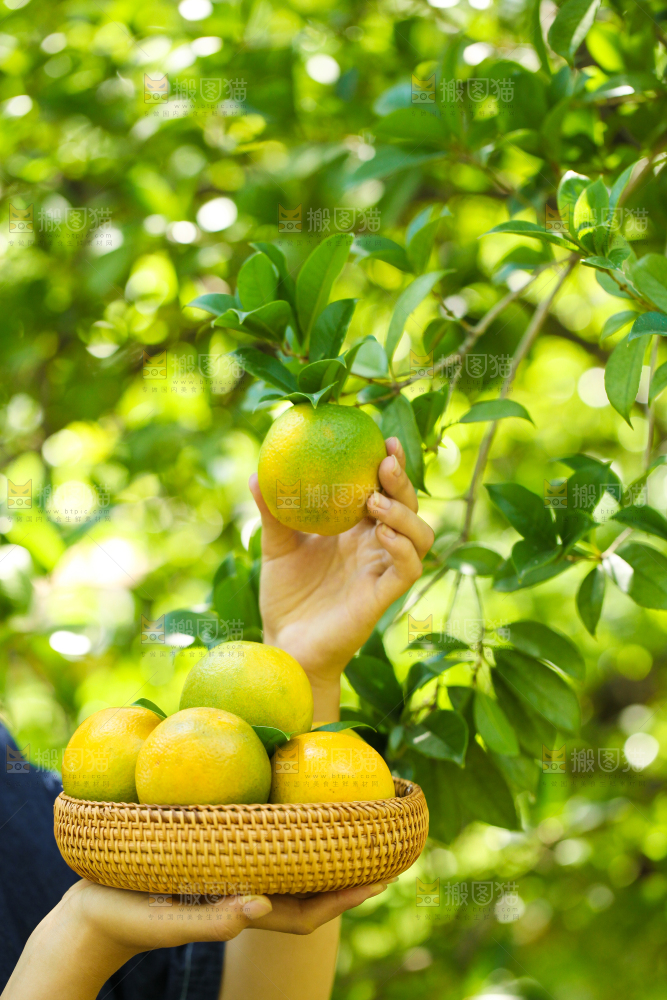 手里拿着一篮新鲜夏橙
