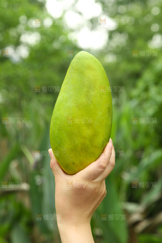 手里拿着大青芒