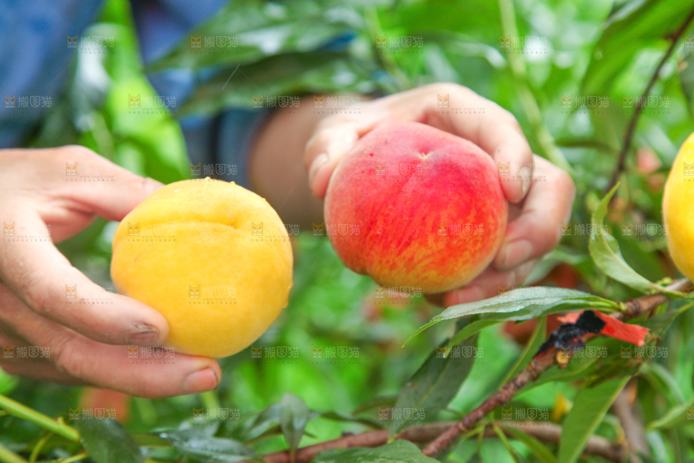 手里拿着采摘的黄肉毛桃