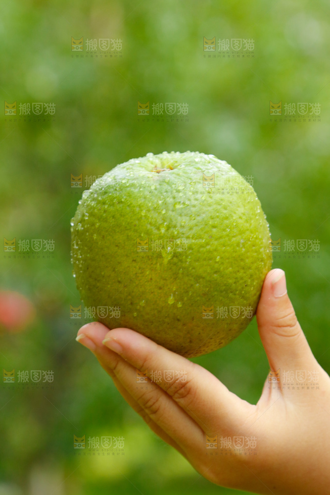 手里拿着夏橙