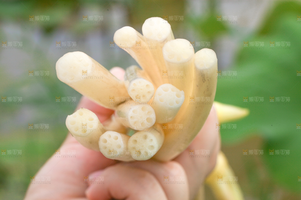 手里拿着刚采摘的新鲜藕带