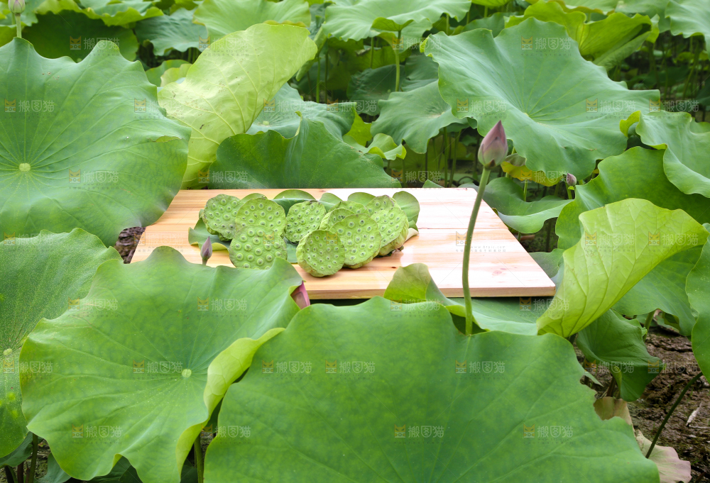 木板上摆放着莲蓬