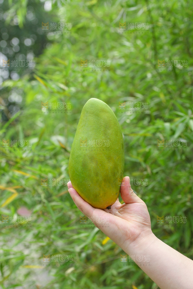 手里拿着大青芒