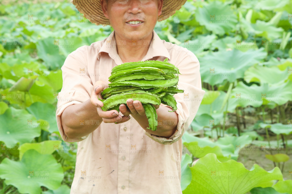 农民手里拿着四角豆