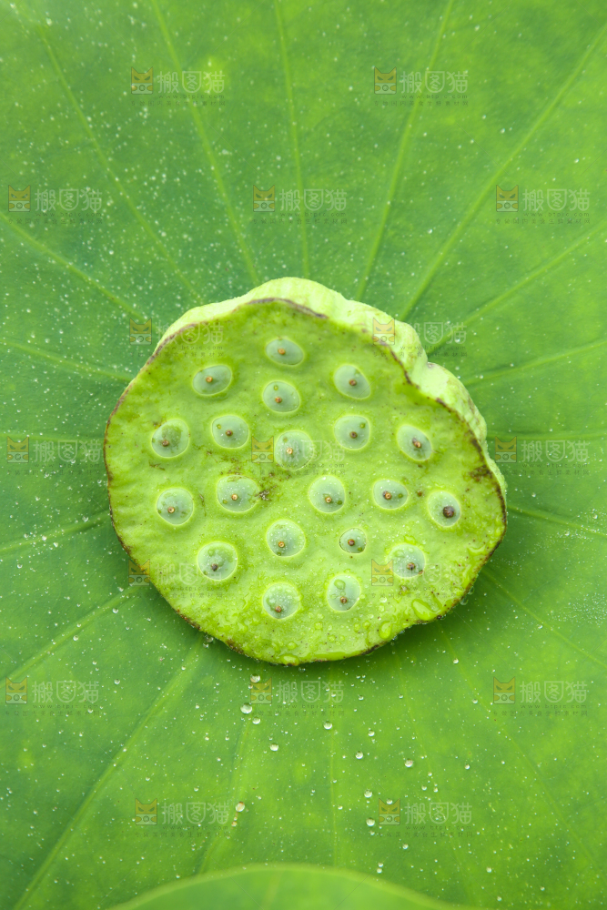 荷叶上摆放着莲蓬