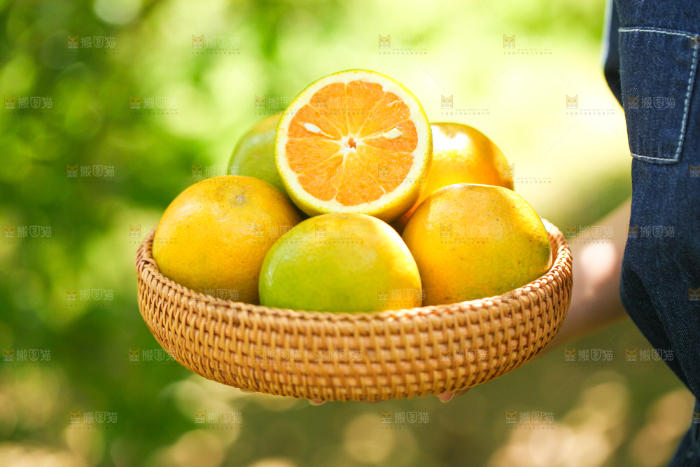 秭归夏橙