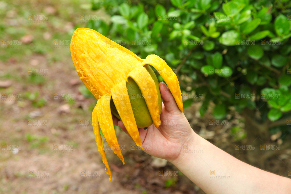 手里拿着正在剥皮的大青芒