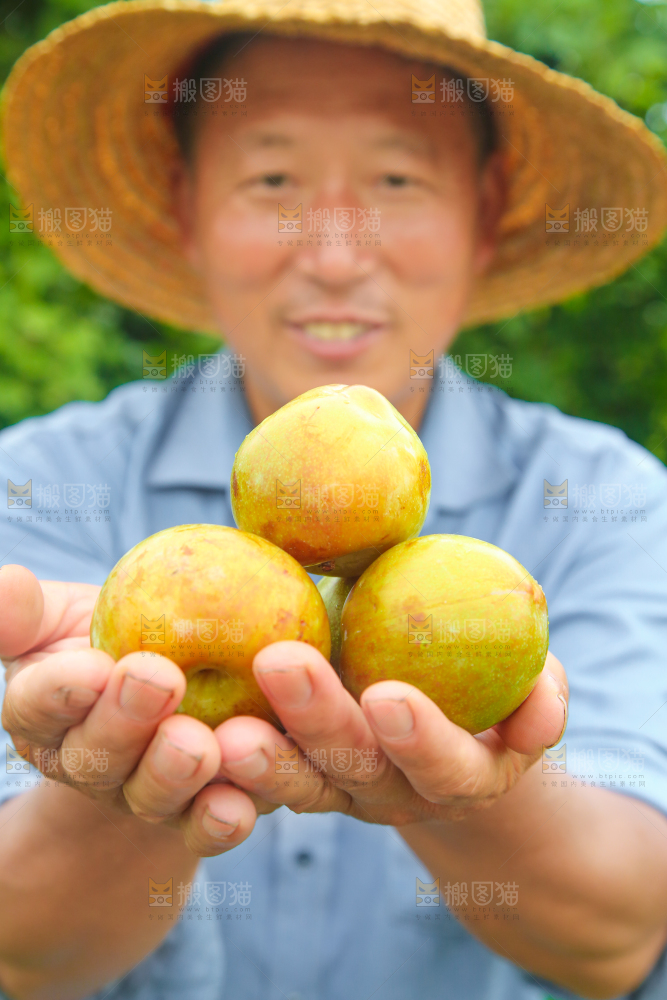 手里捧着金塘李子