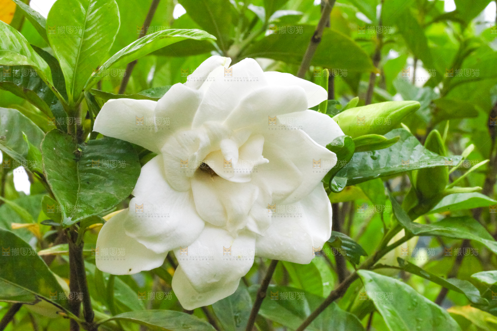 树枝上盛开的栀子花