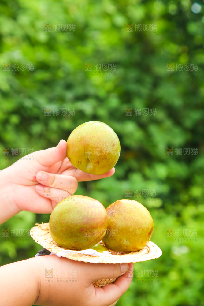 手里捧着青皮红心李