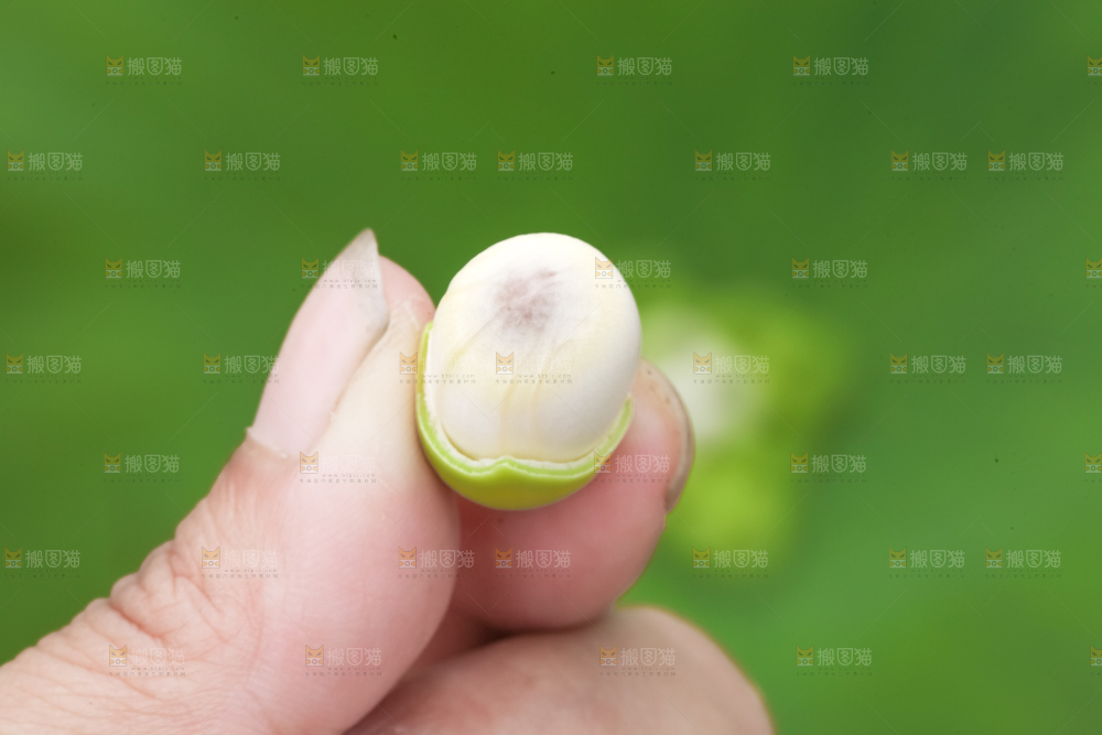 手里拿着莲子