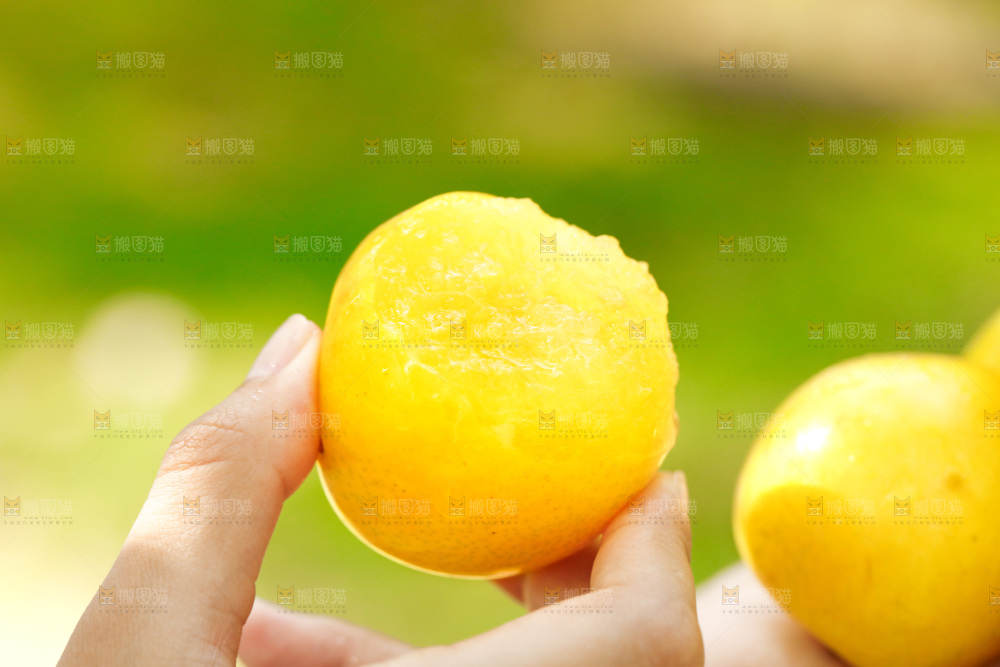 手里拿着九峰山黄金奈李