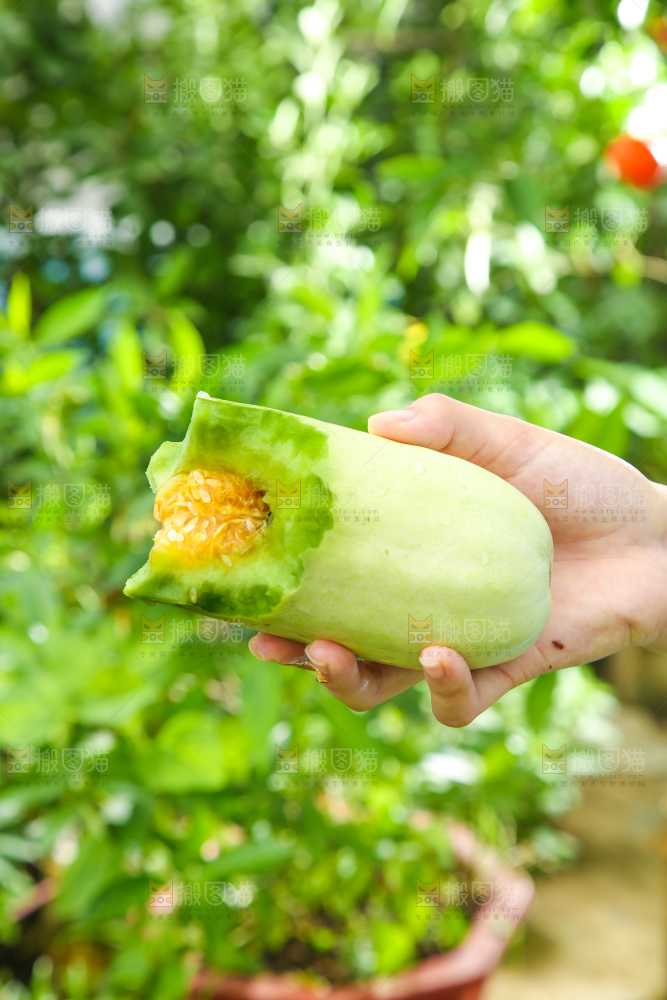 手里拿着山东羊角蜜