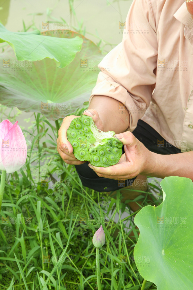手里拿着莲蓬子