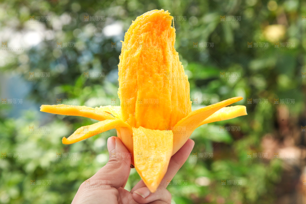手里拿着象牙芒