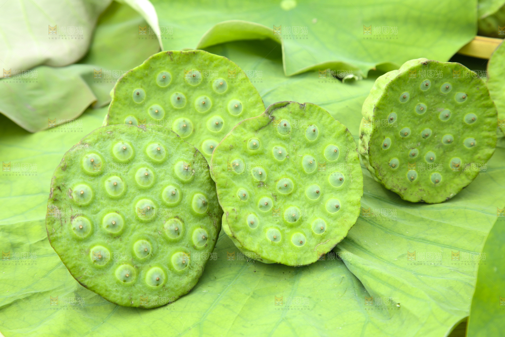 荷叶上摆放着莲蓬