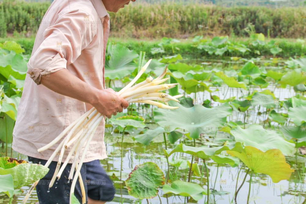 手里拿着新鲜采摘的藕尖