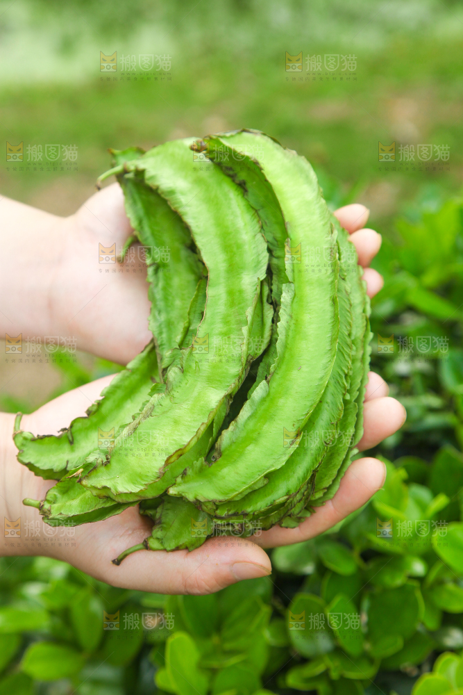 手里拿着四棱豆
