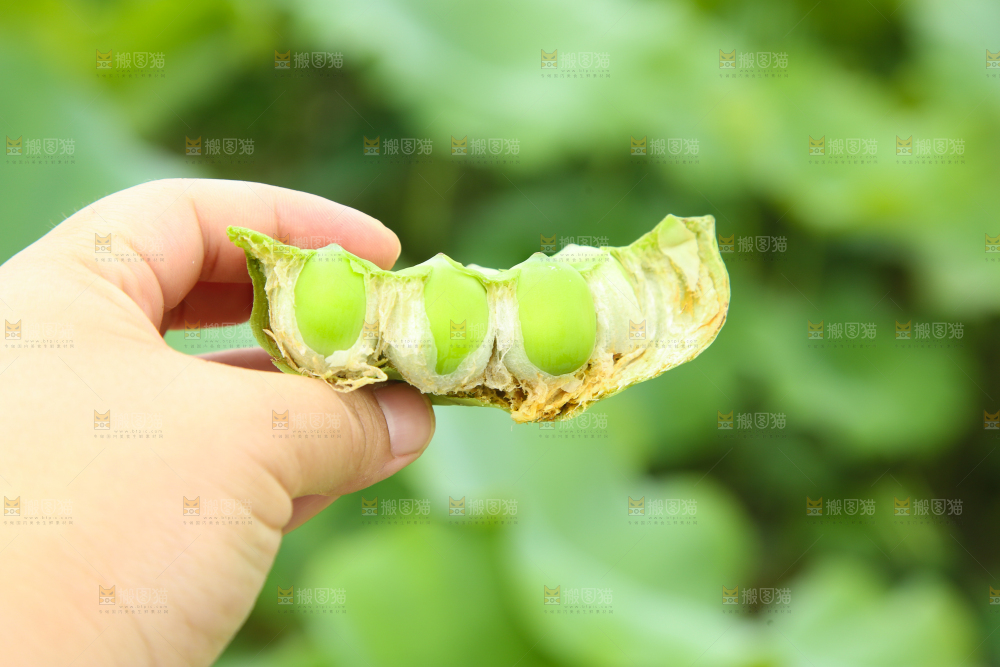 手里拿着莲蓬子