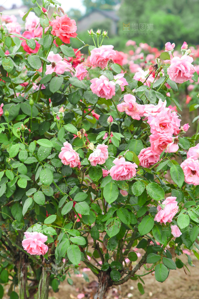 田地里种植的月季花