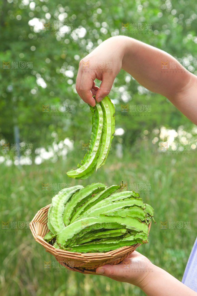 手里端着一篮子四角豆