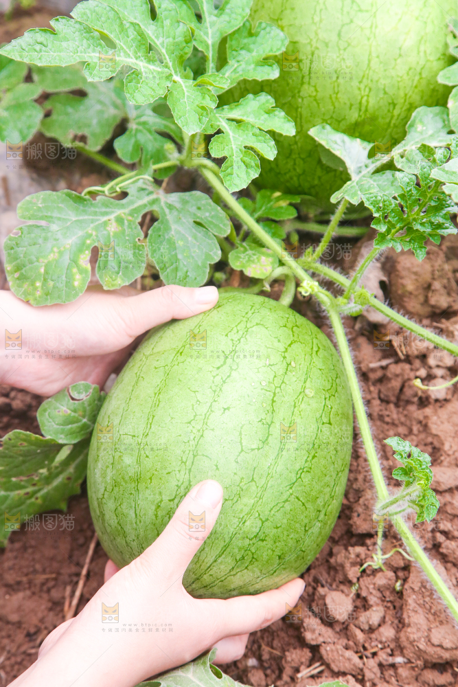 农田里种植的西瓜