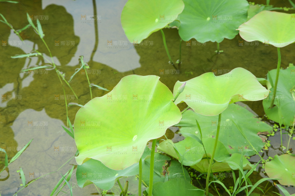 池塘里荷花叶子