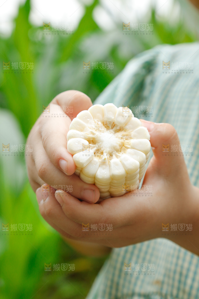 手里拿着甜玉米