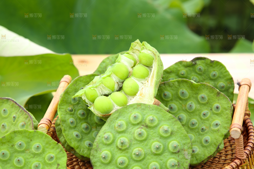 篮子里装着新鲜莲蓬