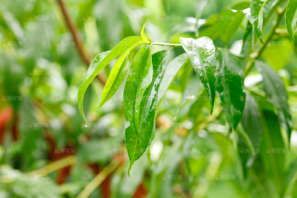 桃子树的枝叶