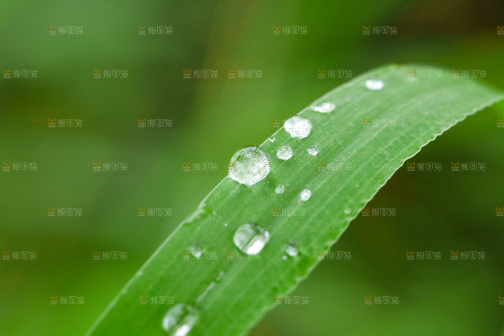 绿叶上的水珠