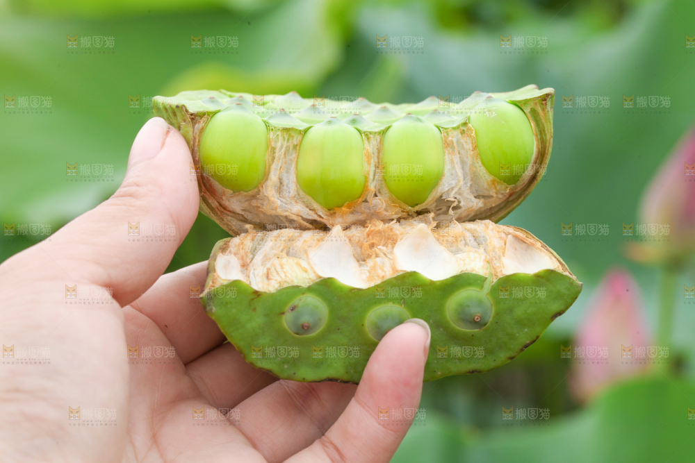 手里拿着莲蓬子