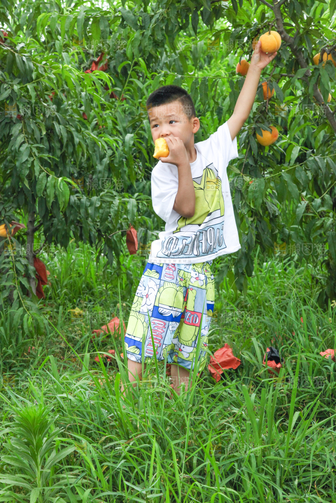 小男孩正在吃黄桃