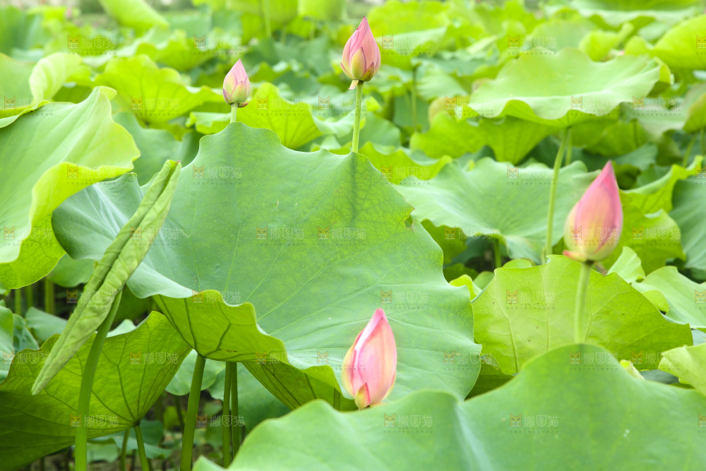 池塘里荷叶